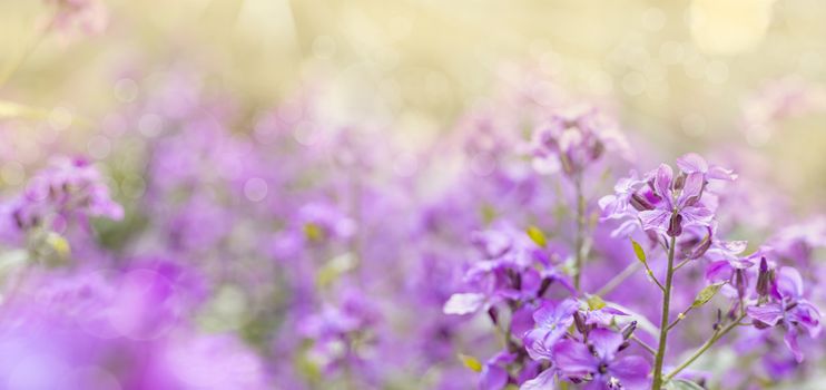 Panoramic view to spring background art with violet Lunaria honesty blossom. Spring day, close up, shallow depths of the field. Meadow with lots of pink spring flowers in sunny day