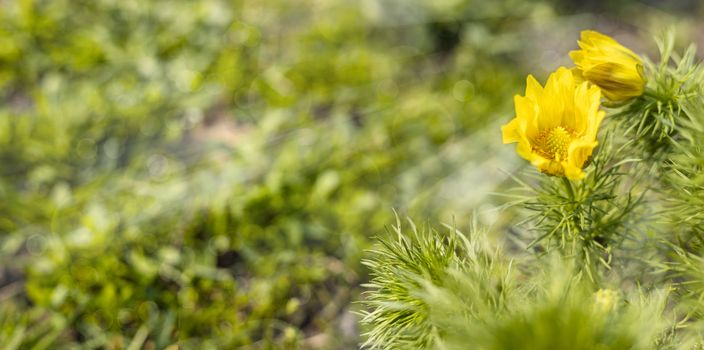 Panoramic view to spring background art with yellow flowers Adonis vernalis, pheasant's eye, false hellebore, close up, shallow depths of the field. 