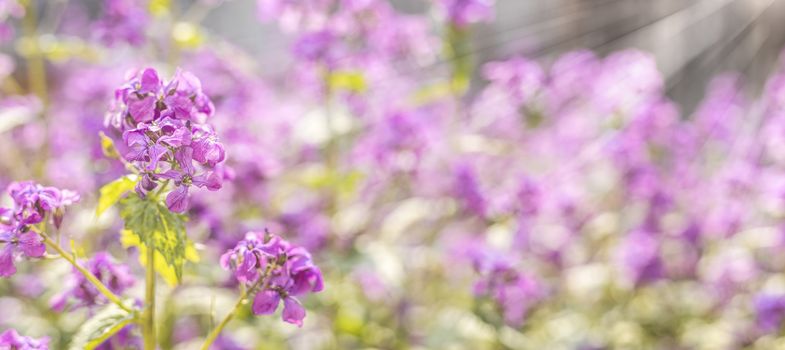 Panoramic view to spring background art with violet Lunaria honesty blossom. Spring day, close up, shallow depths of the field. Meadow with lots of pink spring flowers in sunny day