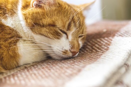 Red and white kitty sleeping in warm wool plaid blanket on a windowsill. Morning sunlight on the sleeping red cat. Cozy home concept Coloring and processing photo.