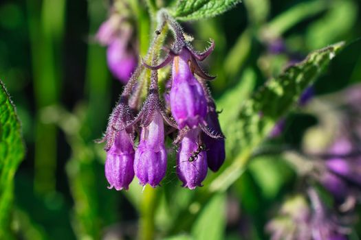 Sunny photo of ant on a purple spring flower bulb, Mertensia genus flower or bluebell