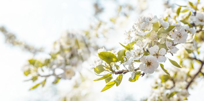Blurred pear tree background with spring flowers in sunny day. Panoramic view to spring background art with white blossom, close up, shallow depths of the field. 