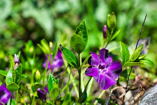 cDarts blue flower and a small bug, also called Vinca minor Atropurpurea or bowles la grave