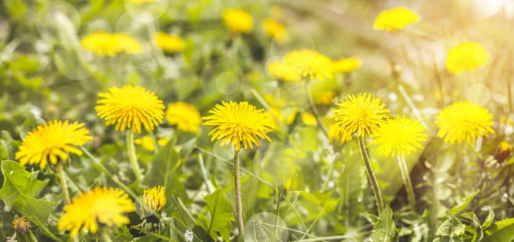 Beautiful spring dandelion flowers. Green field with yellow dandelions. Closeup of yellow spring flowers on the ground