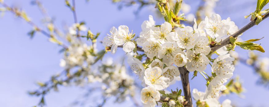 Blurred cherry tree background with spring flowers in sunny day. Panoramic view to spring background art with white blossom, close up, shallow depths of the field