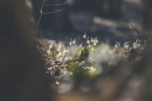 Beautiful snowdrops in spring forest. Scenic view of the spring forest with blooming flowers. White blooming snowdrop folded or Galanthus plicatus in the forest background