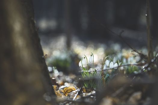 Beautiful magic snowdrops in spring forest. Scenic view of the spring forest with blooming flowers. White blooming snowdrop folded or Galanthus plicatus in the forest background