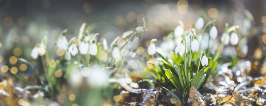 Panoramic view to spring flowers in the forest. White blooming snowdrop folded or Galanthus plicatus in the forest background. Spring day, dolly shot, close up, shallow depths of the field.