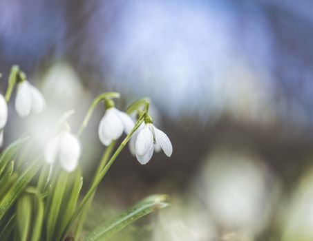 Beautiful magic snowdrops in spring forest. Scenic view of the spring forest with blooming flowers. White blooming snowdrop folded or Galanthus plicatus in the forest background in the sunny day