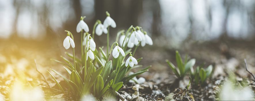 Panoramic view to spring flowers in the forest. White blooming snowdrop folded or Galanthus plicatus in the forest background. Spring day, dolly shot, close up, shallow depths of the field.