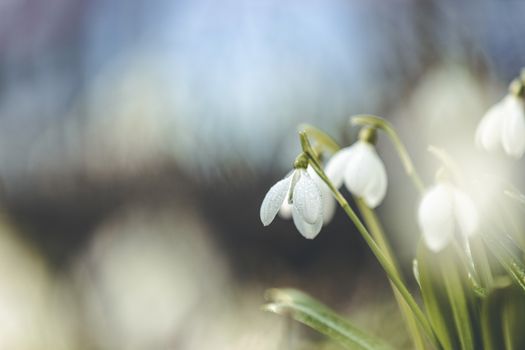 Tender spring flowers snowdrops harbingers of warming symbolize the arrival of spring. White blooming snowdrop folded or Galanthus plicatus. Spring sunny day in the forest. Easter picture, copy space.