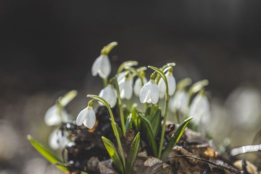 Beautiful magic snowdrops in spring forest. Scenic view of the spring forest with blooming flowers. White blooming snowdrop folded or Galanthus plicatus in the forest background in the sunny day