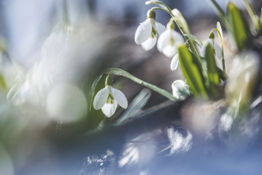 Tender spring flowers snowdrops harbingers of warming symbolize the arrival of spring. White blooming snowdrop folded or Galanthus plicatus. Spring sunny day in the forest. Easter picture, copy space.