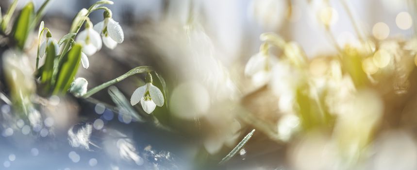 Panoramic view to spring flowers in the forest. White blooming snowdrop folded or Galanthus plicatus in the forest background. Spring day, dolly shot, close up, shallow depths of the field.