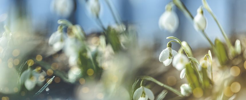 Panoramic view to spring flowers in the forest. White blooming snowdrop folded or Galanthus plicatus in the forest background. Spring day, dolly shot, close up, shallow depths of the field