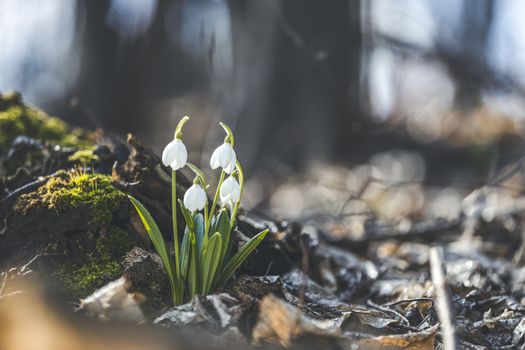 Beautiful snowdrops in spring forest. Tender spring flowers snowdrops with water drops harbingers of warming symbolize the arrival of spring. Scenic view of the spring forest with blooming flowers