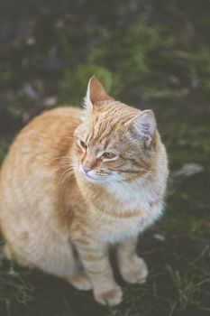 Portrait of a street homeless red cat sitting and looking at camera in old european city, animal natural background	