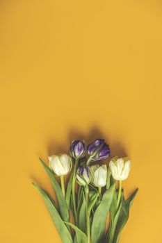 Flowers composition. Violet and light yellow tulip flowers on yellow background. Valentine's day, Mother's day concept. Flat lay, top view, copy space