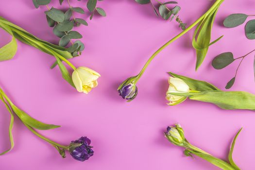 Flowers composition. Violet and light yellow tulip flowers on pink background.  Valentine's day, Mother's day, Happy Easter, Womans Day concept. Flat lay, top view, copy space