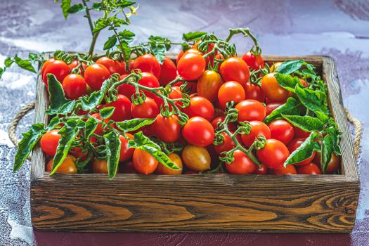 Red fresh tomatoes in wooden box. Dark background. Close up. Gmo free. Natural good food. Sunny backlight.