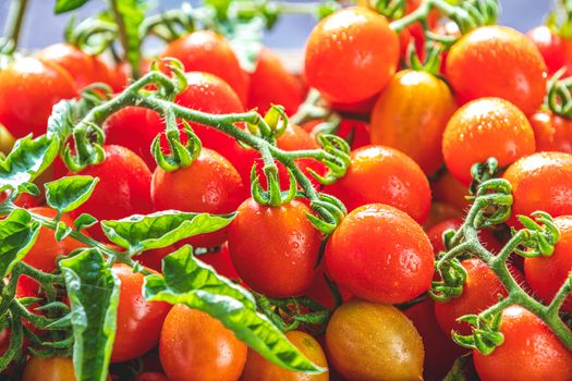Red fresh tomatoes in wooden box. Dark background. Close up. Gmo free. Natural good food. Sunny backlight.	