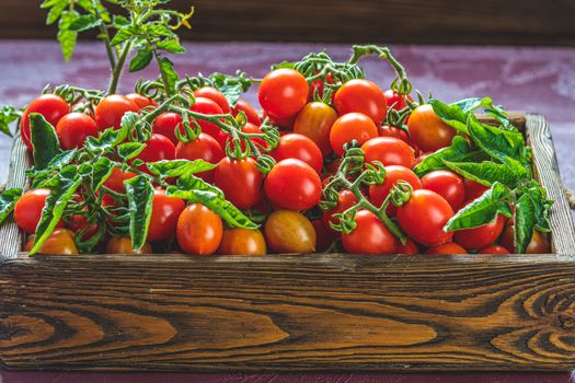 Red fresh tomatoes in wooden box. Dark background. Close up. Gmo free. Natural good food. Sunny backlight.	