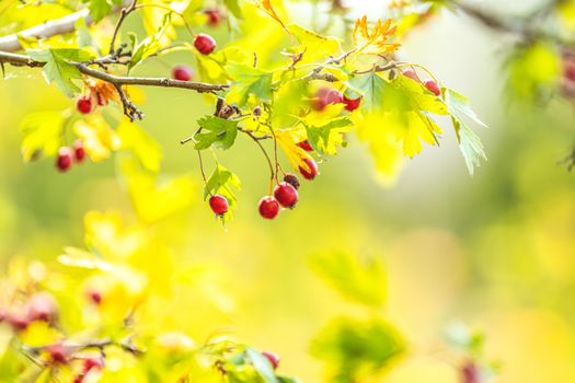 Beautiful autumn light background. Hawthorn with red berry on the branch, warm sunny light, shallow depth of the field, bokeh, toned and processing photo, copy space