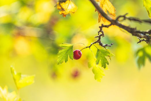 Beautiful autumn light background. Hawthorn with red berry on the branch, warm sunny light, shallow depth of the field, bokeh.
