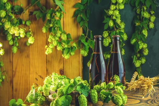 Beer and hop plant. Still life with beer and hop plant in retro style. Two brown bottle of beer and hop on a wooden background.