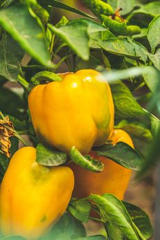 Growing sweet peppers. Fresh juicy yellow peppers on the branches close-up. Agriculture - large crop of pepper