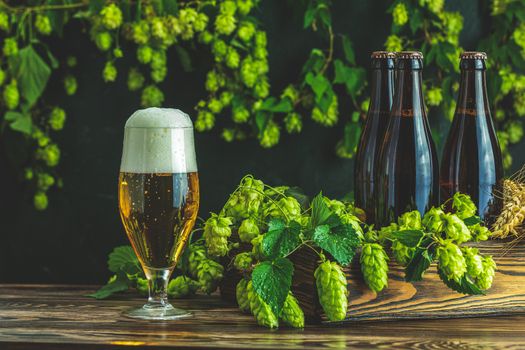 Beer and hop plant. Still life with beer and hop plant in retro style. Glass of cold foamy beer brown bottle of beer and hop on a dark background.