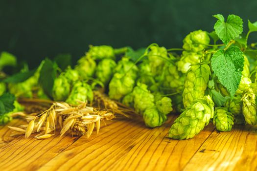 Fresh branches and cones of green hop and ears of barley over old wooden background. Beer concept with selective focus 