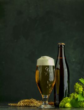 Beer and hop plant. Still life with beer and hop plant in retro style. Glass of cold foamy beer brown bottle of beer and hop on a dark background.