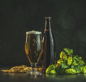 Beer and hop plant. Still life with beer and hop plant in retro style. Glass of cold foamy beer brown bottle of beer and hop on a dark background.
