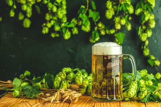Beer and hop plant. Still life with beer and hop plant in retro style. Glass of cold foamy beer and hop on a dark background.