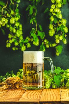 Beer and hop plant. Still life with beer and hop plant in retro style. Glass of cold foamy beer and hop on a dark background.