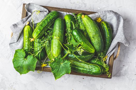 Green fresh cucumber in wooden box on light gray concrete surface table. Flat lay, top view. Gmo free green cucumbers. Natural good food.