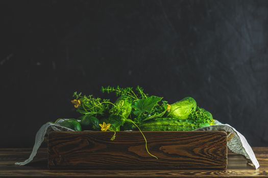 Green fresh cucumber in wooden box. Dark background. Close up. Gmo free green cucumbers. Natural good food.