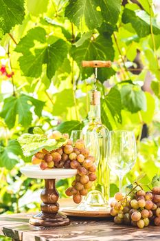 Bunch of grapes with water drops on the table. Wine glasses and bottle of wine. Sunny garden with vineyard background, summer mood concept, selective focus