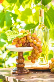 Bunch of grapes with water drops on the table. Wine glasses and bottle of wine. Sunny garden with vineyard background, summer mood concept, selective focus