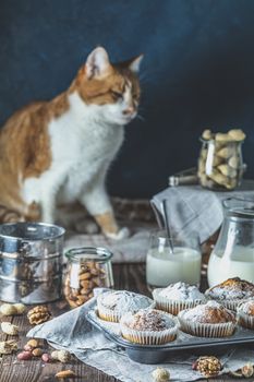 Vanilla caramel muffins in paper cups and glass in bakeware of milk on dark wooden background. Cute red white cat in the background.  Delicious cupcake with raisins, almonds and nuts.