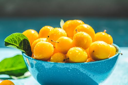 Fresh sweet yellow cherry plums with water drops in blue bowl on the blue concrete surface table, sunny light, selective focus, shallow depth of the fields, close up