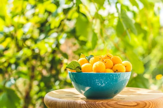 Handful of yellow cherry plums with water drops in blue bowl on the green nature background with sunny light in the garden