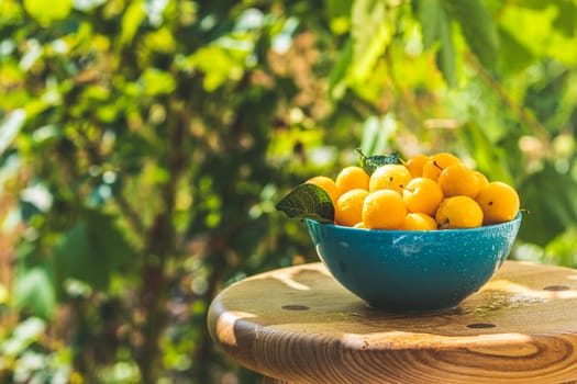 Handful of yellow cherry plums with water drops in blue bowl on the green nature background with sunny light in the garden