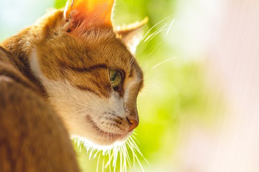 Cute white-red cat in a red collar relax on the garden, close up, shallow depth of field. Cat is staring at something.