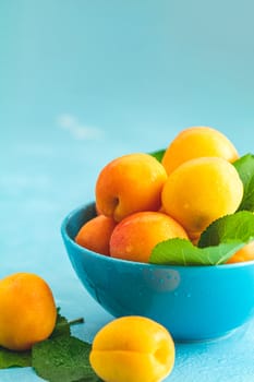 Fresh sweet orange apricots in blue bowl on the blue concrete surface table, selective focus, shallow depth of the fields