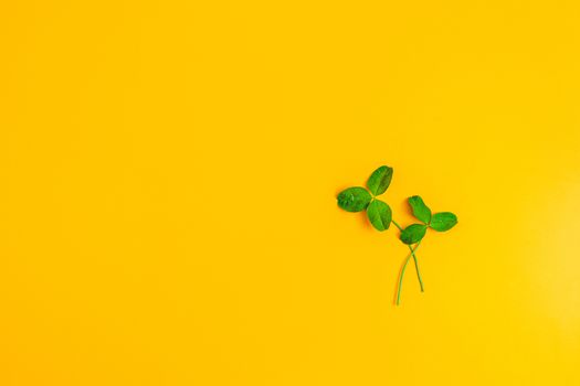 Two branches of the clover on yellow surface. Saint Patrick greeteng card, top view, flat lay, copy space for you text