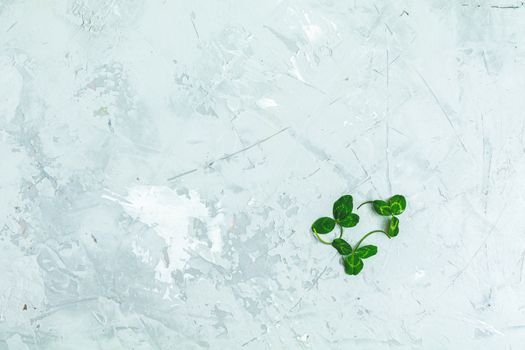 Branches of the clover on light gray concrete surface. Saint Patrick greeteng card, top view, flat lay, copy space for you text.