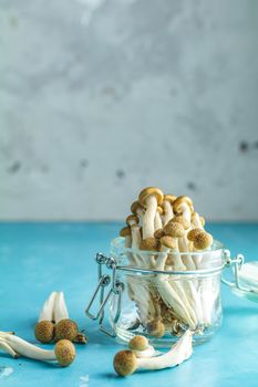 Buna Shimeji - edible mushroom from East Asia. Good food for good health. Clump of shimeji mushroom in jar on blue concrete surface background