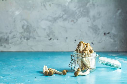 Buna Shimeji - edible mushroom from East Asia. Good food for good health. Clump of shimeji mushroom in jar on blue concrete surface background